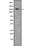 COL16A1 Antibody in Western Blot (WB)