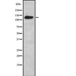 Adenylate Cyclase 7 Antibody in Western Blot (WB)