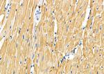 COX7C Antibody in Immunohistochemistry (Paraffin) (IHC (P))