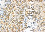 COX7C Antibody in Immunohistochemistry (Paraffin) (IHC (P))