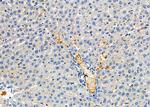 CRLF1 Antibody in Immunohistochemistry (Paraffin) (IHC (P))