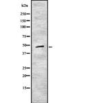 CRLF1 Antibody in Western Blot (WB)