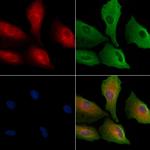 CRLF3 Antibody in Immunocytochemistry (ICC/IF)