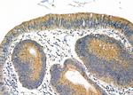 COX6B1 Antibody in Immunohistochemistry (Paraffin) (IHC (P))