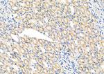 COX6B1 Antibody in Immunohistochemistry (Paraffin) (IHC (P))