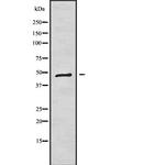 K1H1 Antibody in Western Blot (WB)