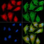 ALPPL2 Antibody in Immunocytochemistry (ICC/IF)