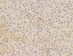 EDAR Antibody in Immunohistochemistry (Paraffin) (IHC (P))