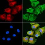 ABHD10 Antibody in Immunocytochemistry (ICC/IF)