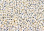 CHRNG Antibody in Immunohistochemistry (Paraffin) (IHC (P))