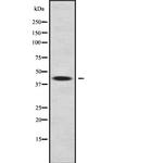 ALDH3B2 Antibody in Western Blot (WB)