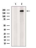 ALMS1 Antibody in Western Blot (WB)