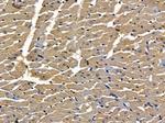 SLC4A3 Antibody in Immunohistochemistry (Paraffin) (IHC (P))