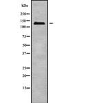 SLC4A3 Antibody in Western Blot (WB)