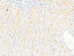 SLC4A9 Antibody in Immunohistochemistry (Paraffin) (IHC (P))