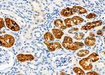 Aquaporin 11 Antibody in Immunohistochemistry (Paraffin) (IHC (P))