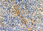 Aquaporin 11 Antibody in Immunohistochemistry (Paraffin) (IHC (P))