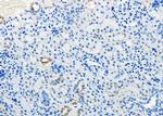 Aquaporin 11 Antibody in Immunohistochemistry (Paraffin) (IHC (P))