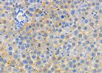 ARSH Antibody in Immunohistochemistry (Paraffin) (IHC (P))