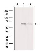 ARSH Antibody in Western Blot (WB)