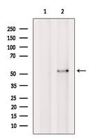 ATXN10 Antibody in Western Blot (WB)