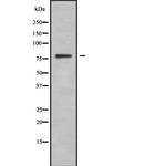 CNGA3 Antibody in Western Blot (WB)