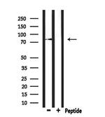 LRSAM1 Antibody in Western Blot (WB)