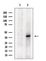 MARCH9 Antibody in Western Blot (WB)