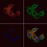 GNG8 Antibody in Immunocytochemistry (ICC/IF)