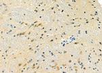 GNG8 Antibody in Immunohistochemistry (Paraffin) (IHC (P))