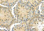 GNG8 Antibody in Immunohistochemistry (Paraffin) (IHC (P))