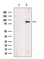 PCQAP Antibody in Western Blot (WB)