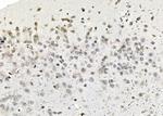 NOL7 Antibody in Immunohistochemistry (Paraffin) (IHC (P))