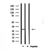 NOL7 Antibody in Western Blot (WB)