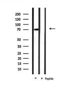 PAOX Antibody in Western Blot (WB)