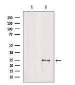 PIGF Antibody in Western Blot (WB)