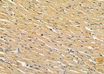 GPLD1 Antibody in Immunohistochemistry (Paraffin) (IHC (P))