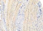 SLC4A7 Antibody in Immunohistochemistry (Paraffin) (IHC (P))