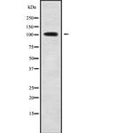 SLC8A1 Antibody in Western Blot (WB)