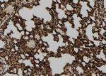 USP46 Antibody in Immunohistochemistry (Paraffin) (IHC (P))