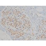 Phospho-ERK1/ERK2 (Thr202, Tyr204) Antibody in Immunohistochemistry (Paraffin) (IHC (P))