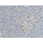 Phospho-ERK1/ERK2 (Thr202, Tyr204) Antibody in Immunohistochemistry (Paraffin) (IHC (P))