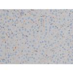 Phospho-ERK1/ERK2 (Thr202, Tyr204) Antibody in Immunohistochemistry (Paraffin) (IHC (P))