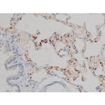 Phospho-ERK1/ERK2 (Thr202, Tyr204) Antibody in Immunohistochemistry (Paraffin) (IHC (P))