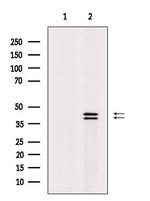 Phospho-ERK1/ERK2 (Thr202, Tyr204) Antibody in Western Blot (WB)