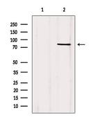 FOXO1/FOXO3/FOXO4 Antibody in Western Blot (WB)