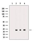 MRPL48 Antibody in Western Blot (WB)