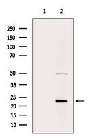 MRPL48 Antibody in Western Blot (WB)