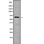 ECM1 Antibody in Western Blot (WB)