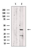 OR11A1 Antibody in Western Blot (WB)